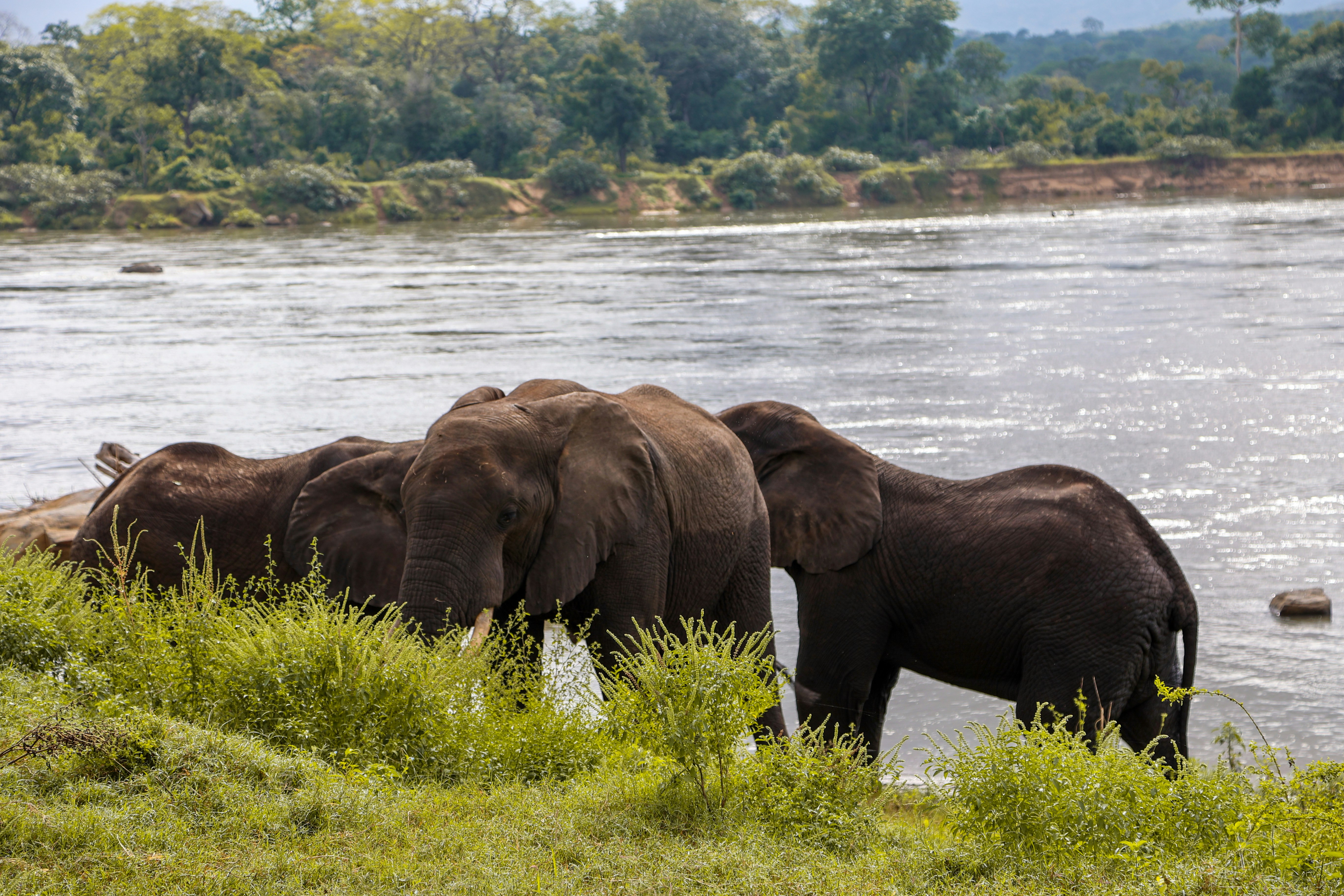 Elephants